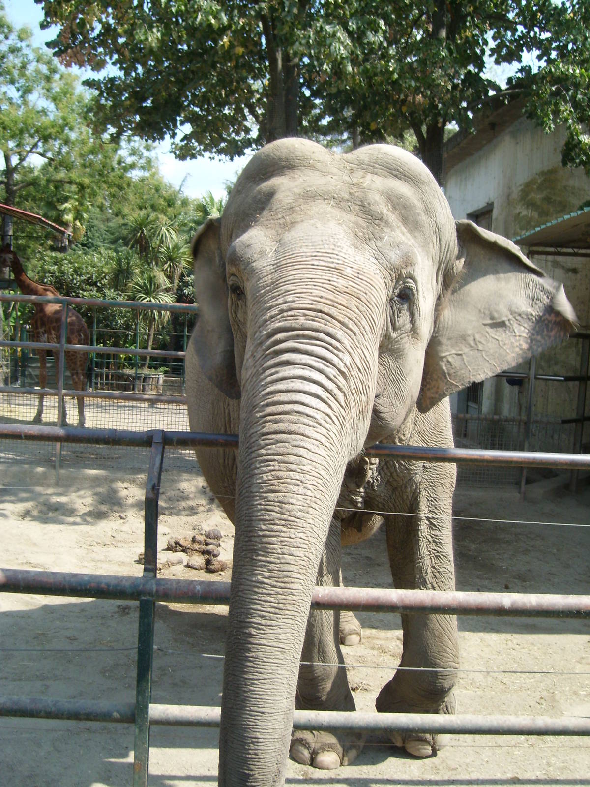 elephant - pistoia 2009