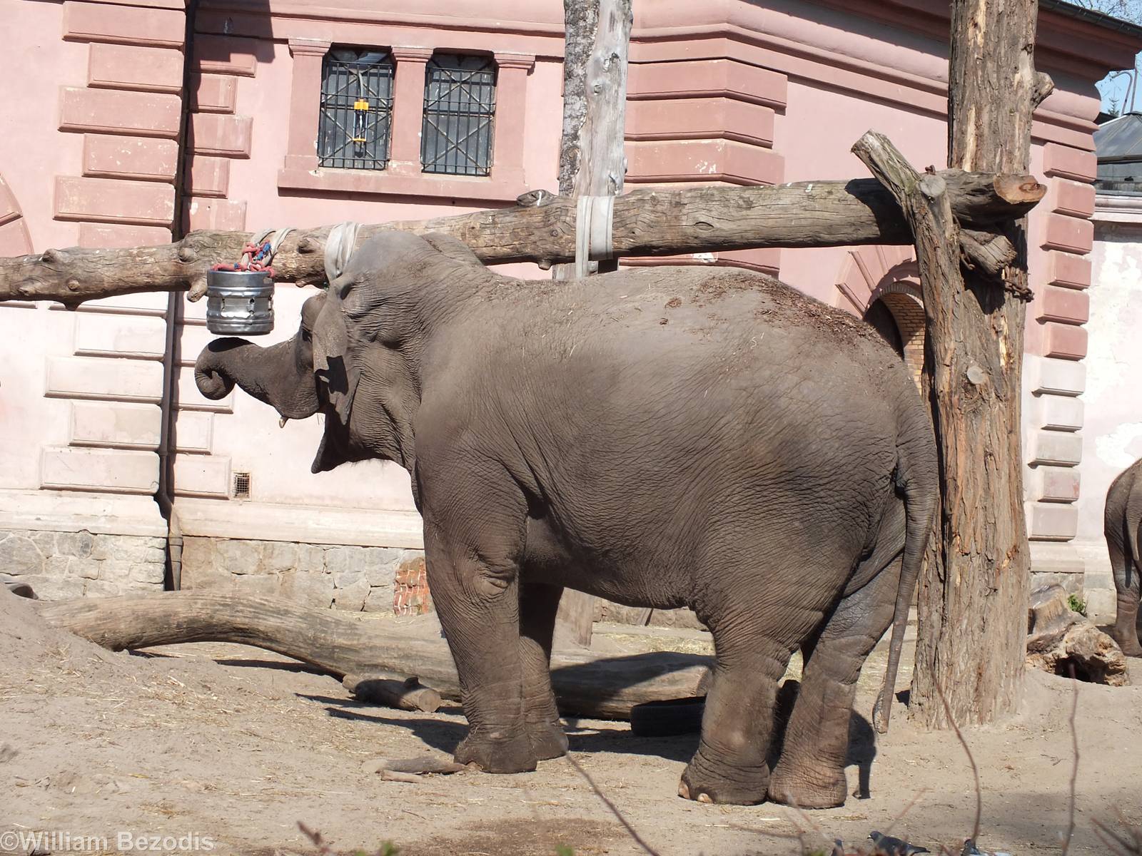 Elephant Plays with Bucket