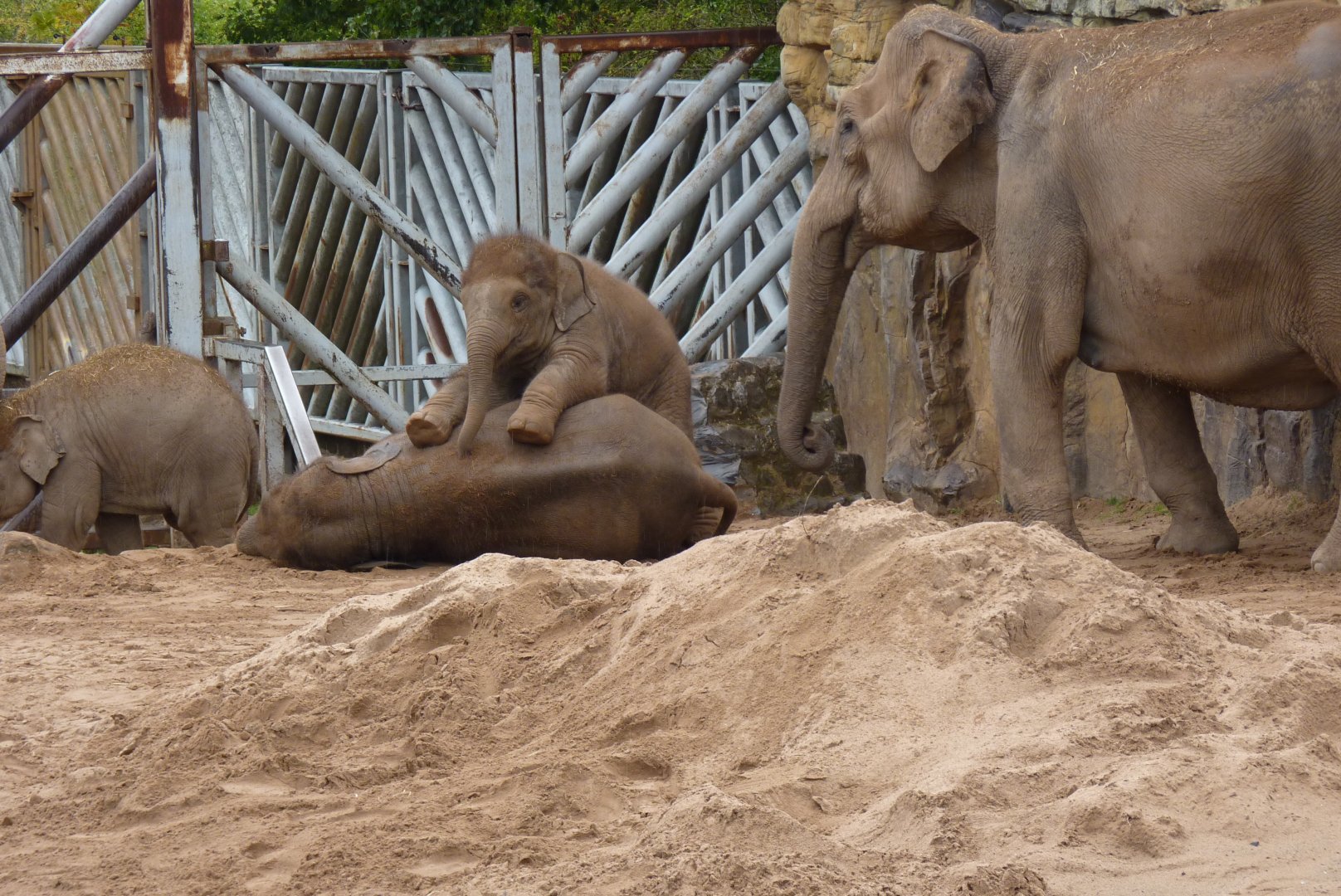 Elephant playtime, September 2017