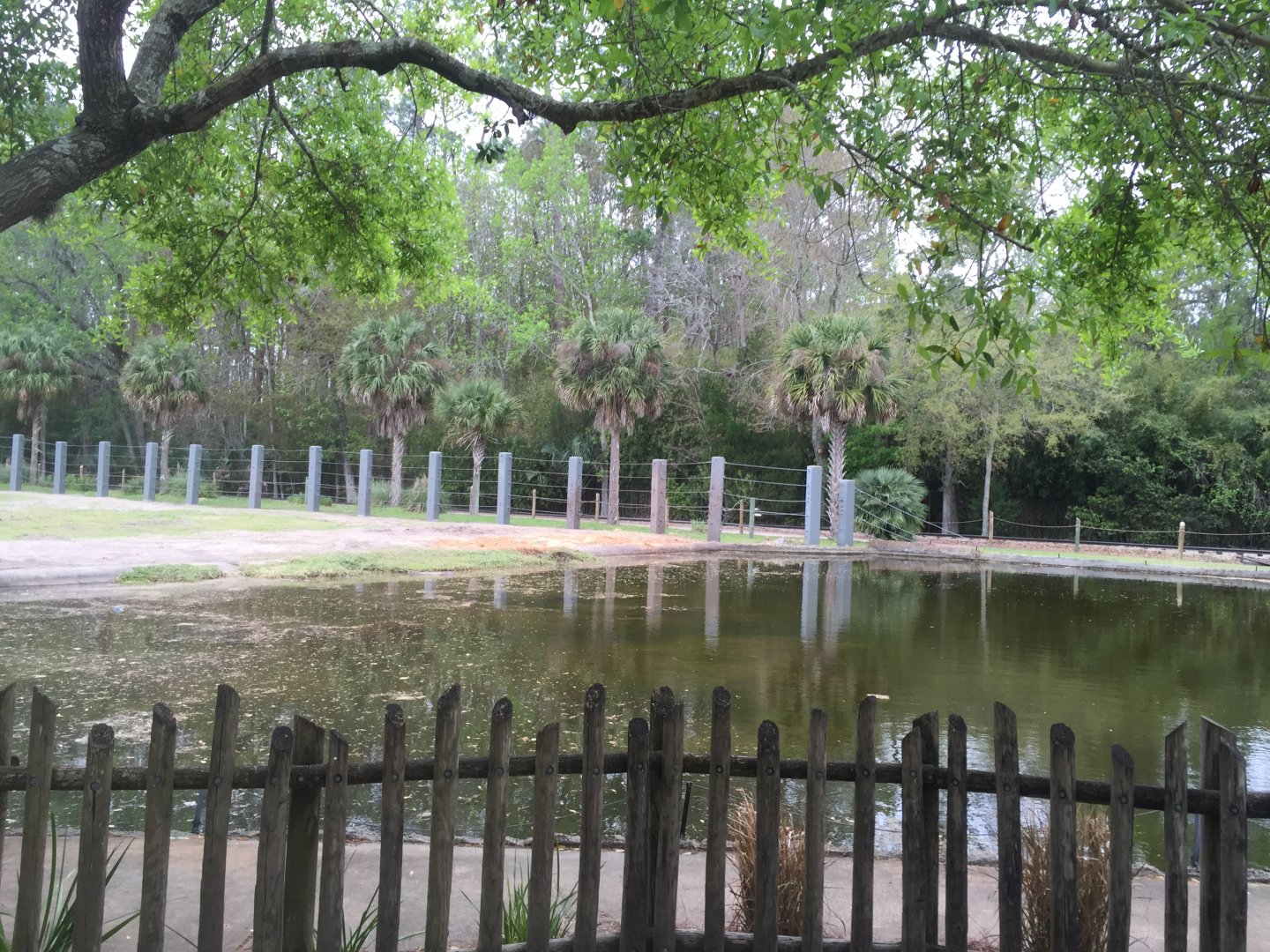 Elephant Plaza- African Elephant