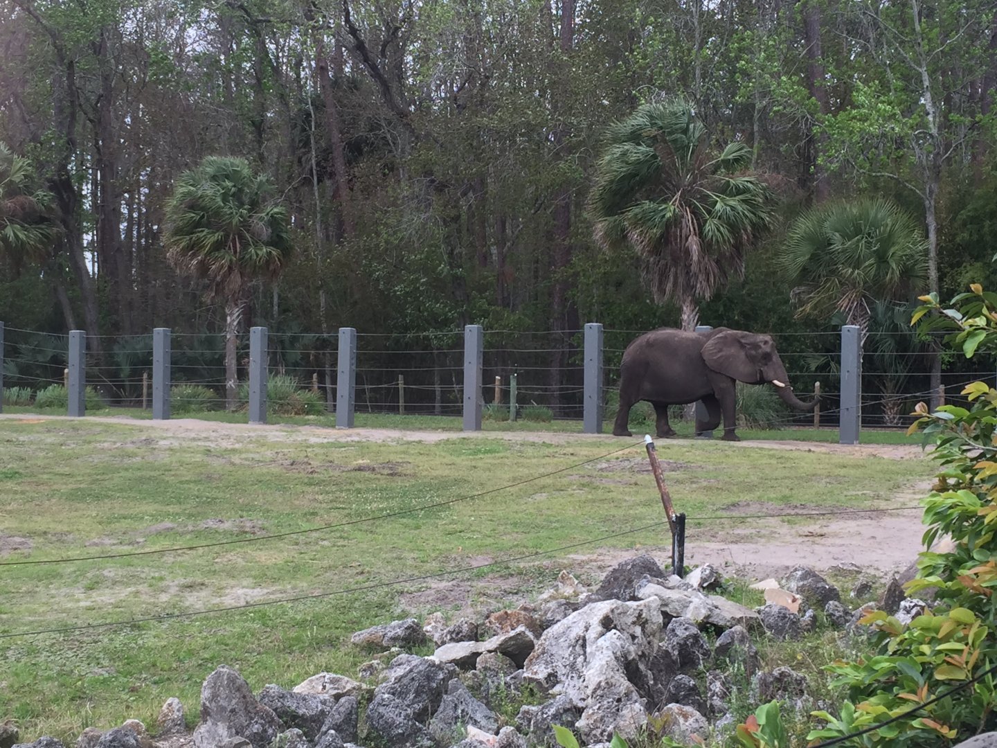 Elephant Plaza- African Elephant