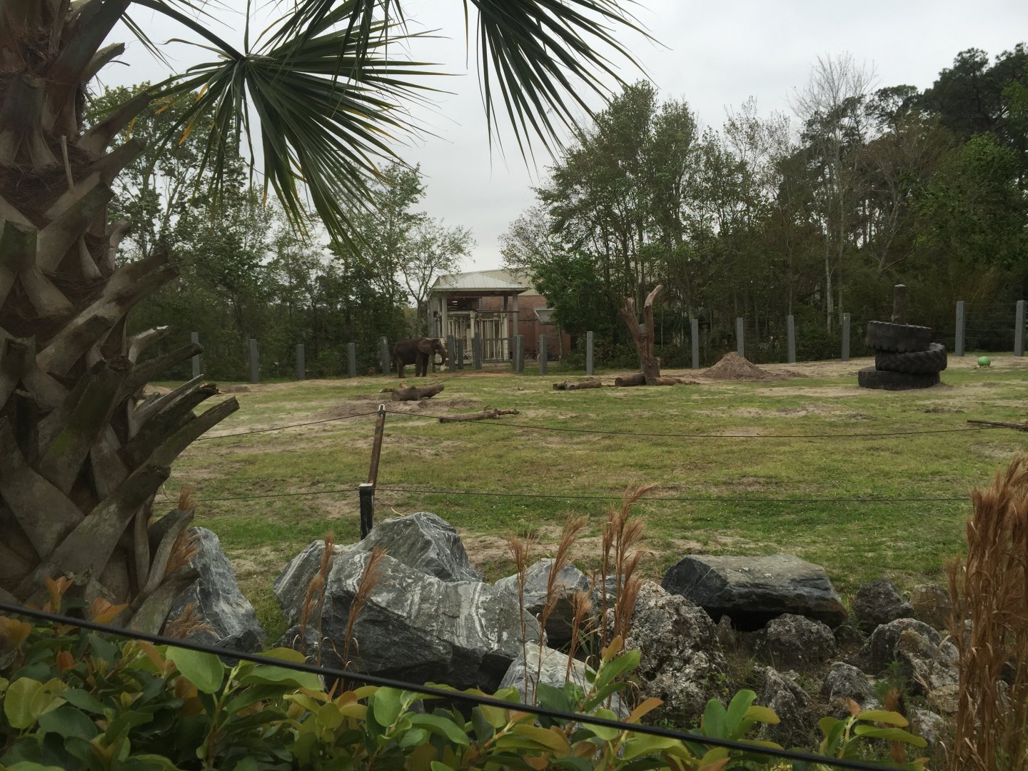 Elephant Plaza- African Elephant