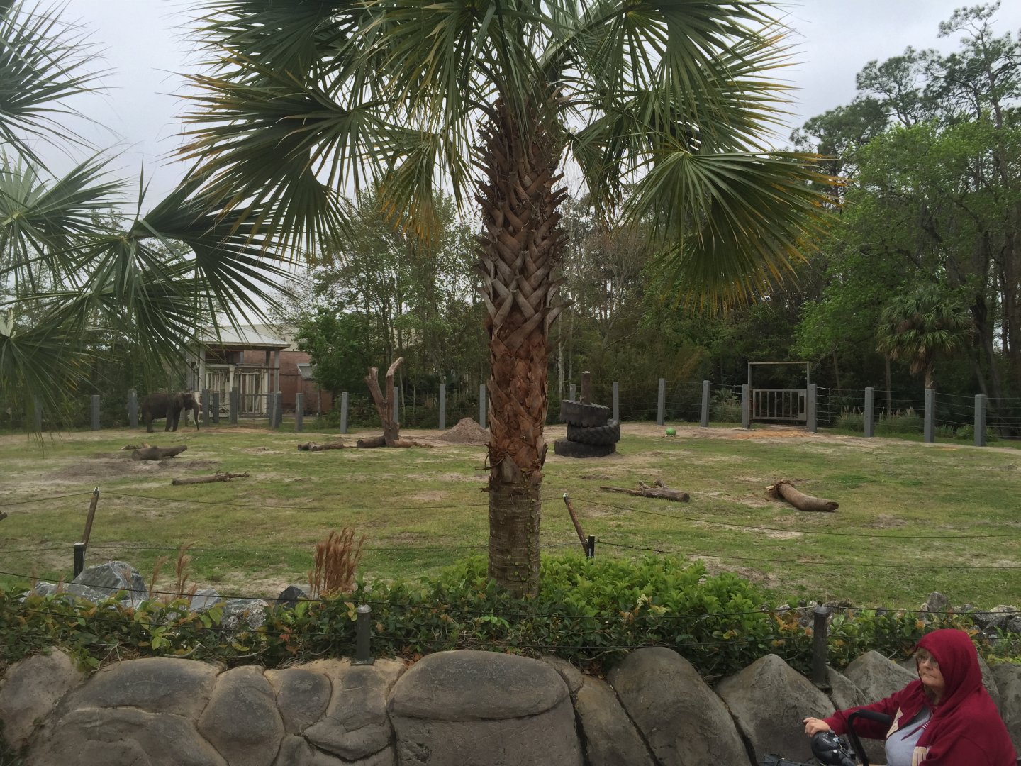 Elephant Plaza- African Elephant