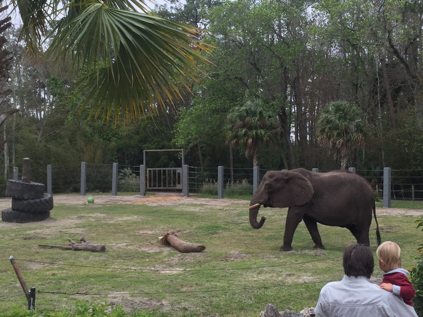 Elephant Plaza- African Elephant