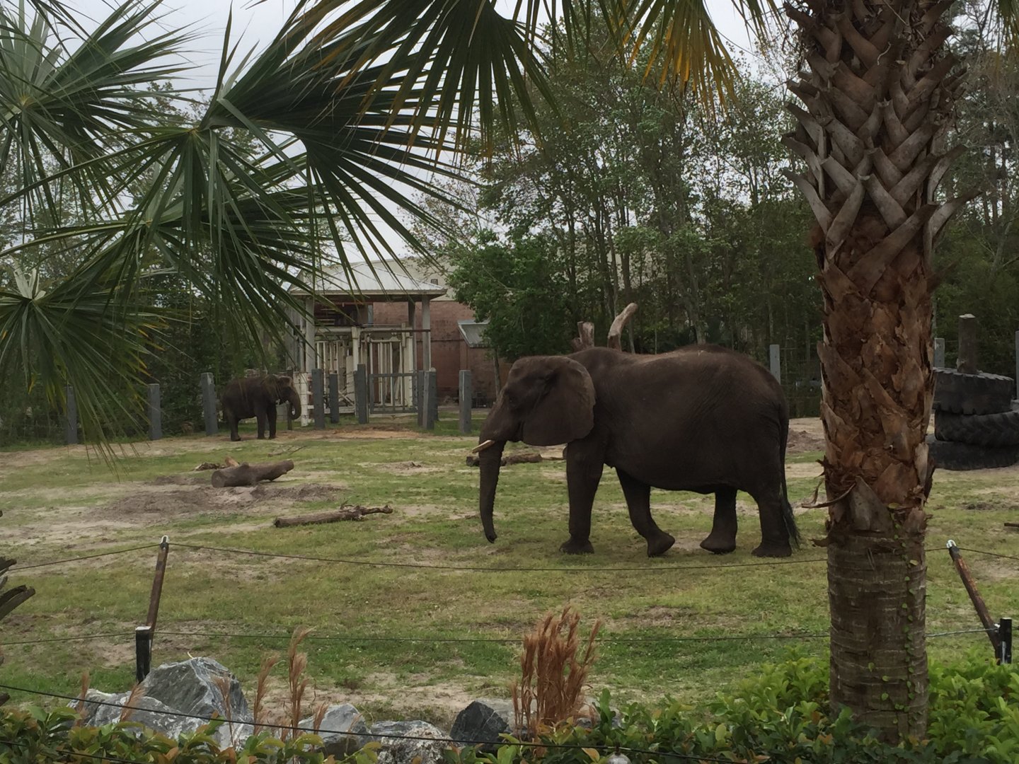 Elephant Plaza- African Elephant