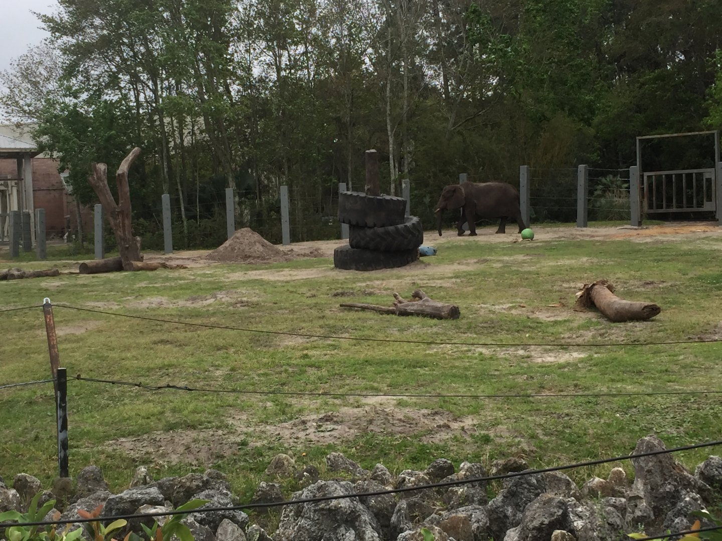 Elephant Plaza- African Elephant