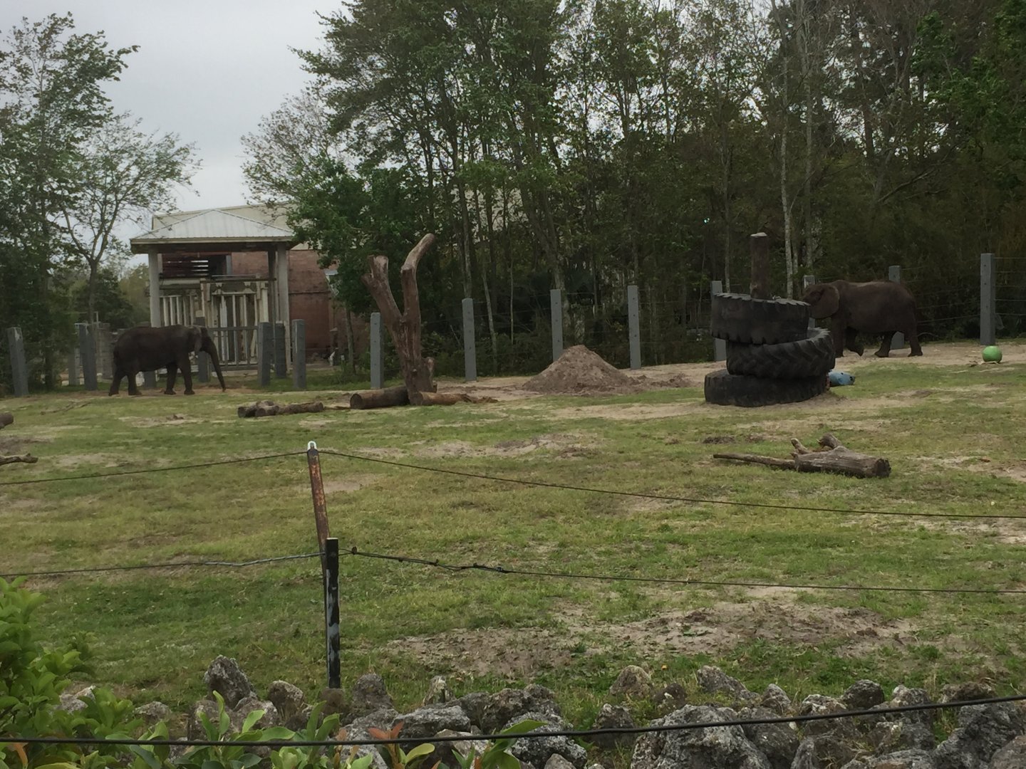 Elephant Plaza- African Elephant