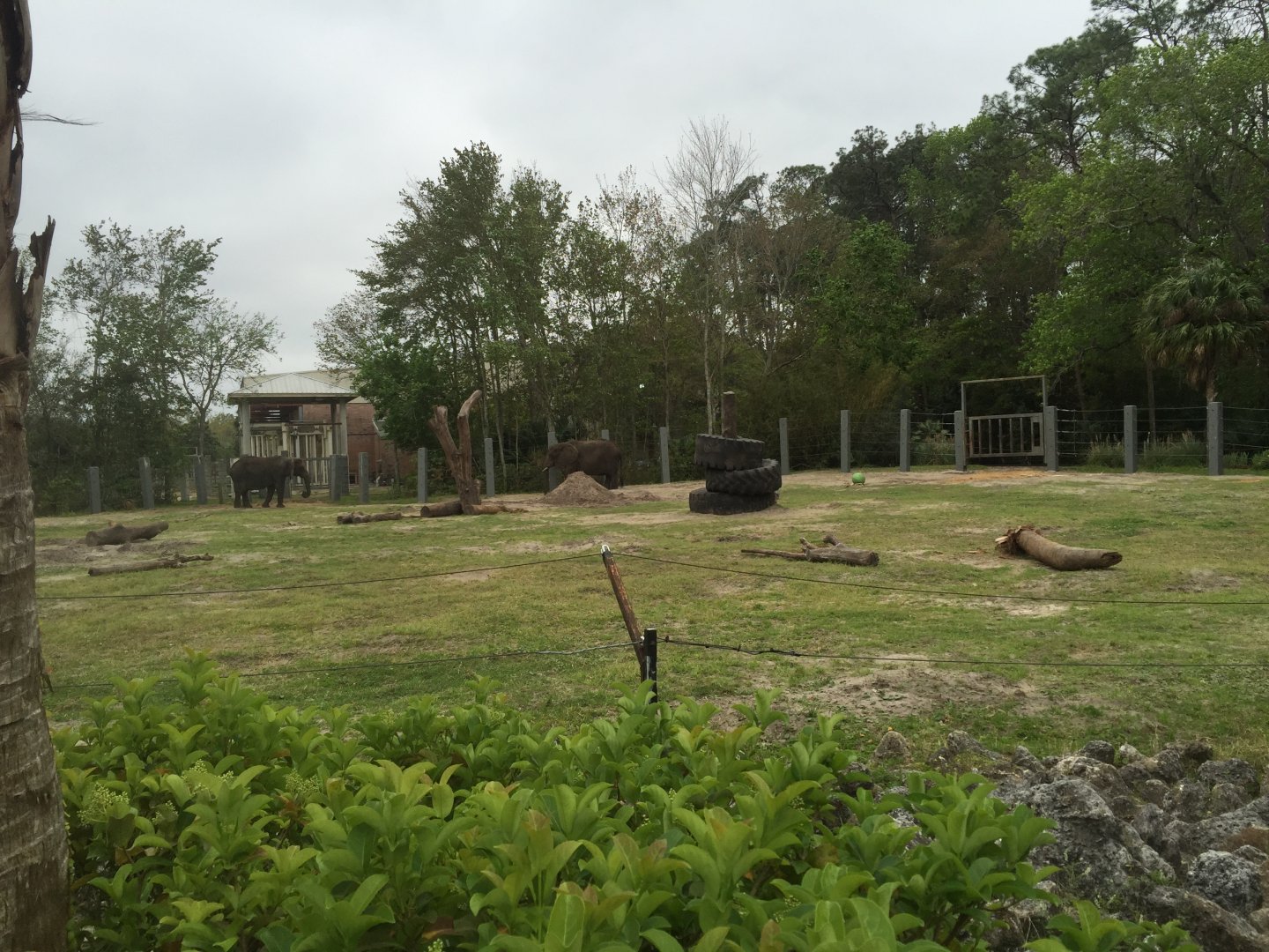 Elephant Plaza- African Elephant