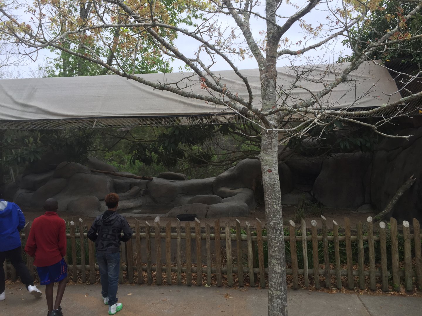 Elephant Plaza- Klipspringer/Hyrax