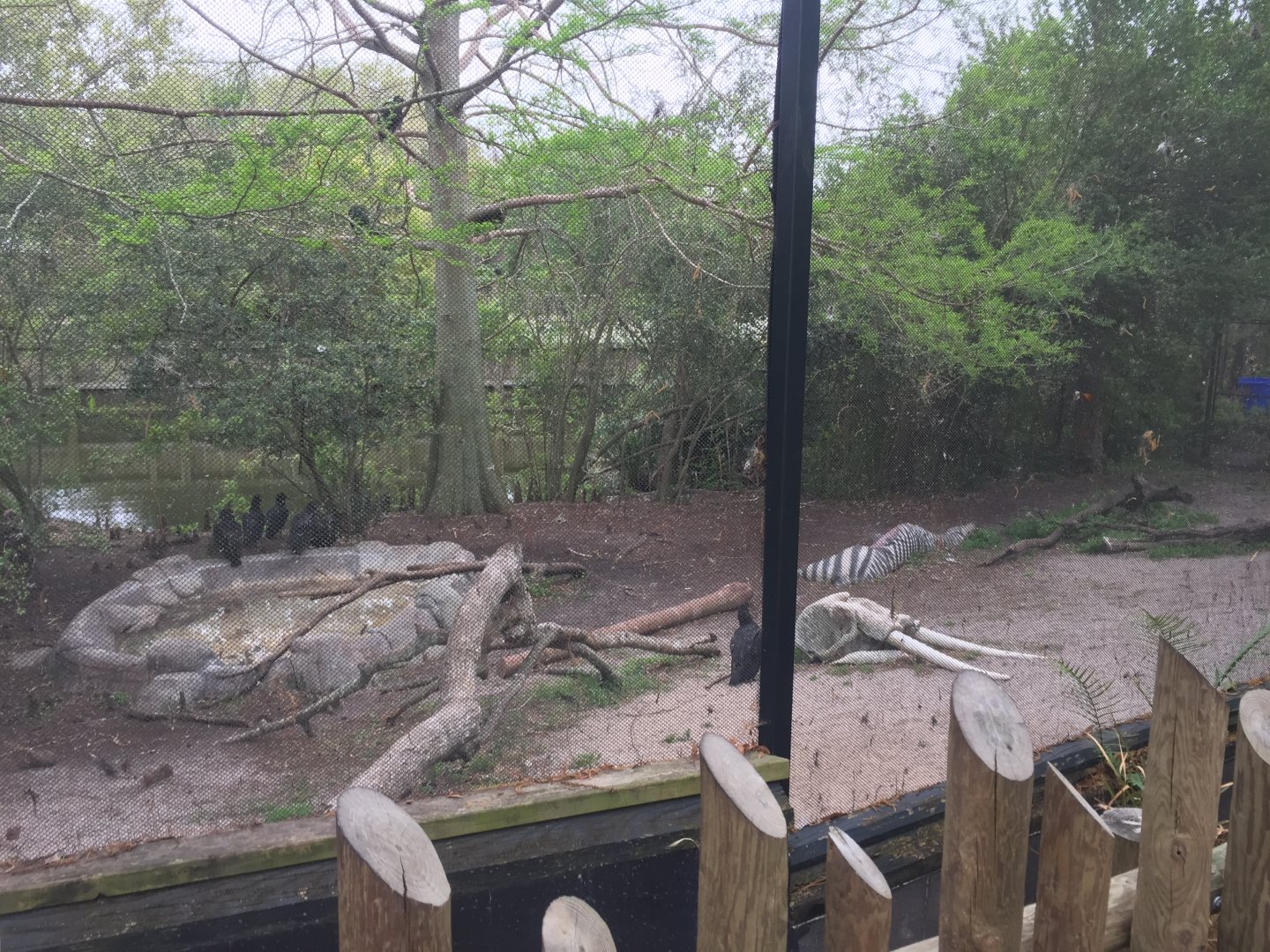 Elephant Plaza- Vultures