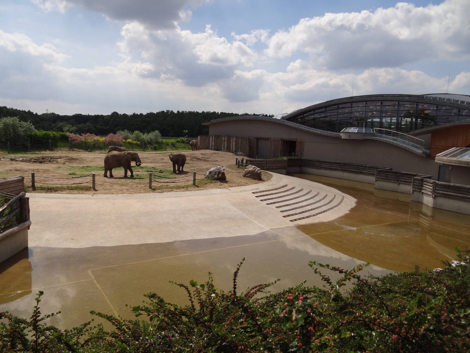 Elephant pool and paddock