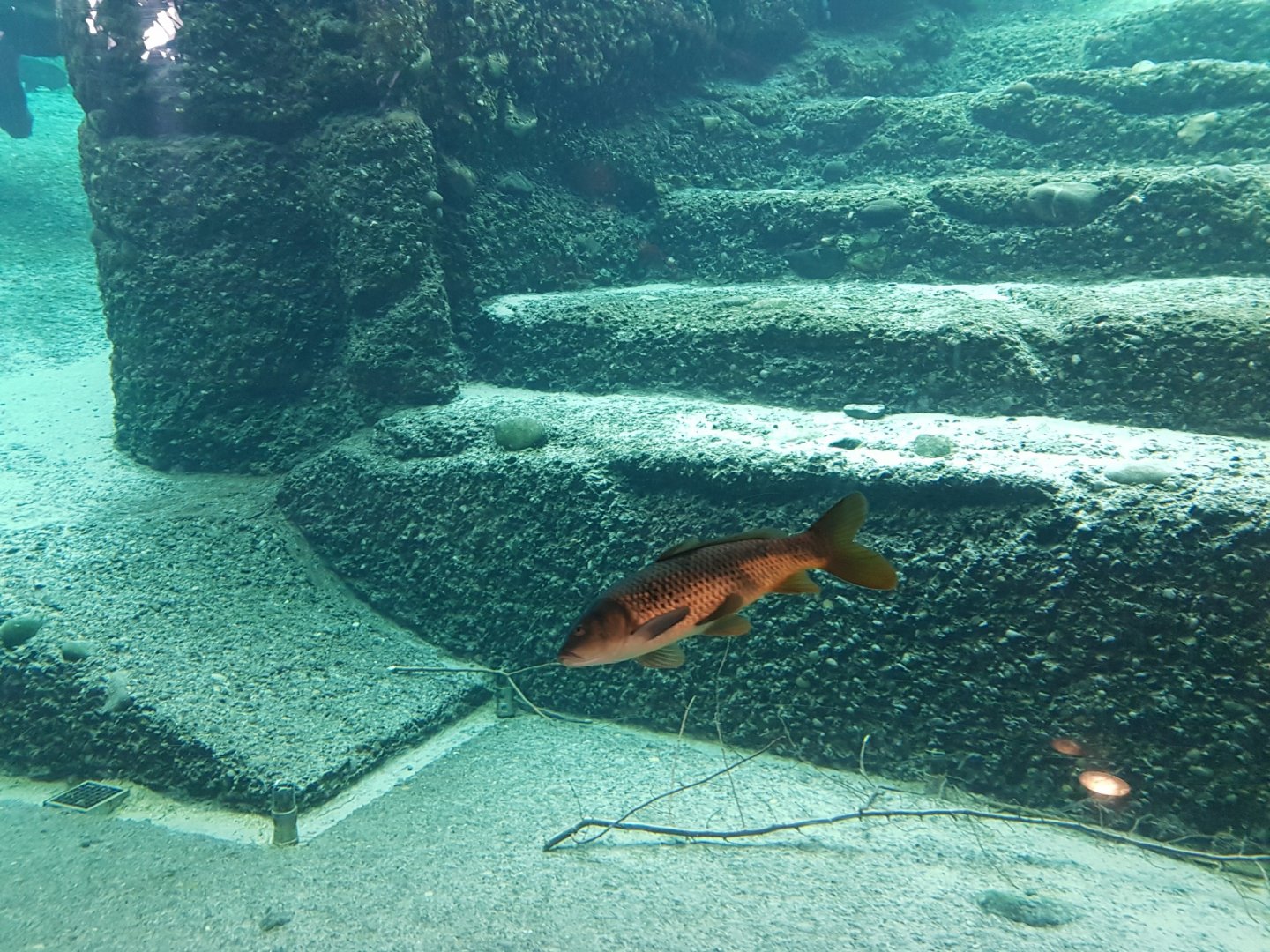 Elephant Pool Fishes