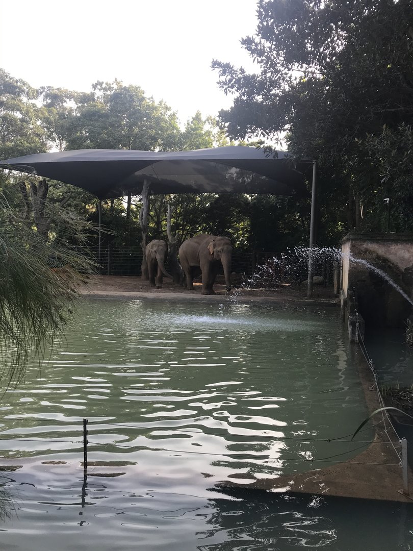 Elephant Pool paddock