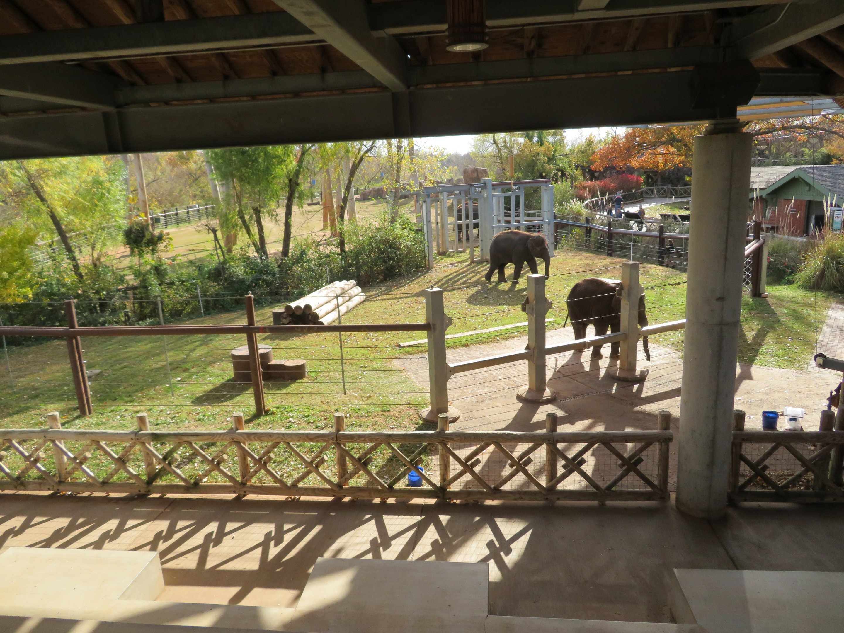 Elephant Presentation Area