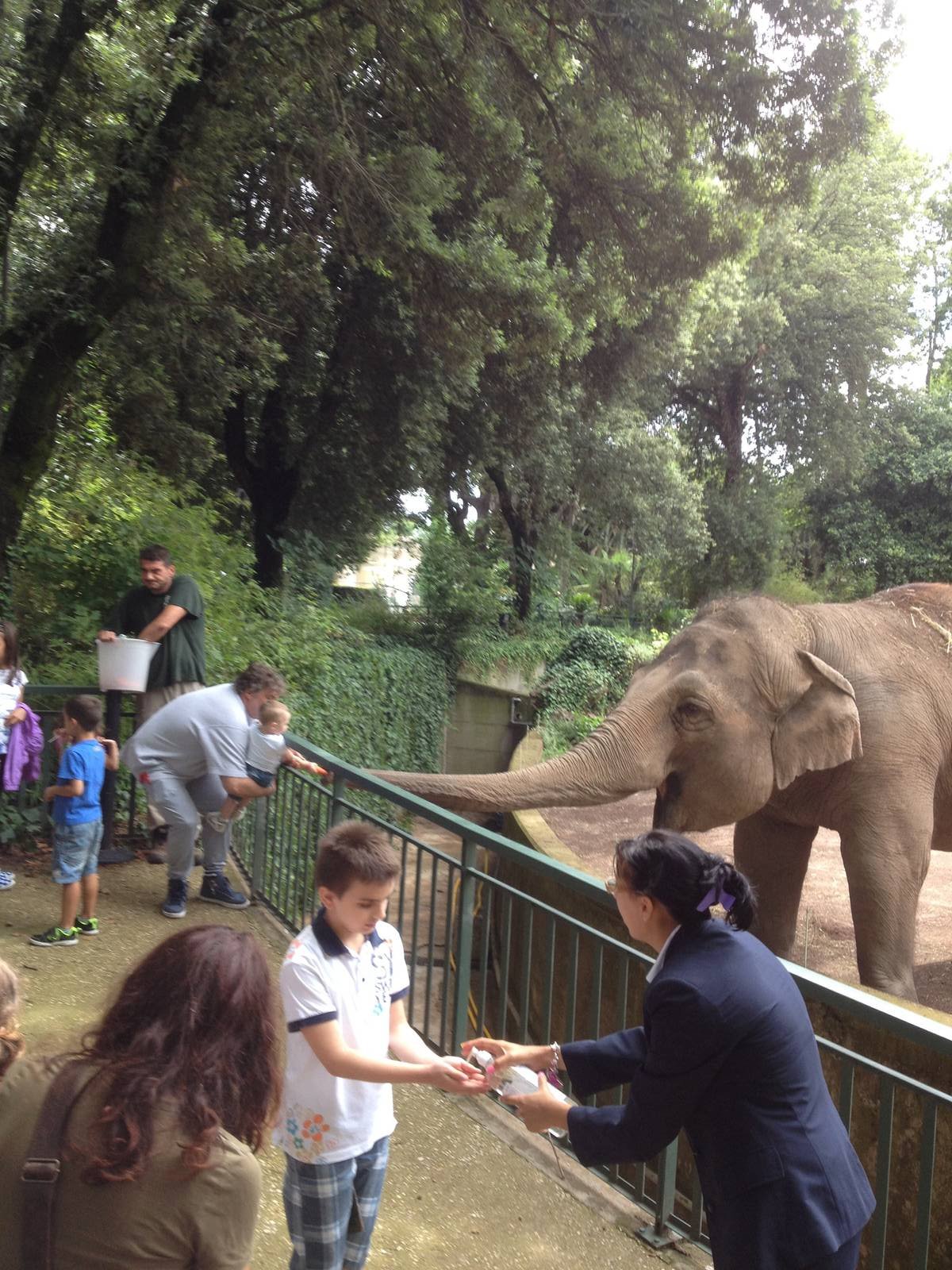 Elephant public feeding time.