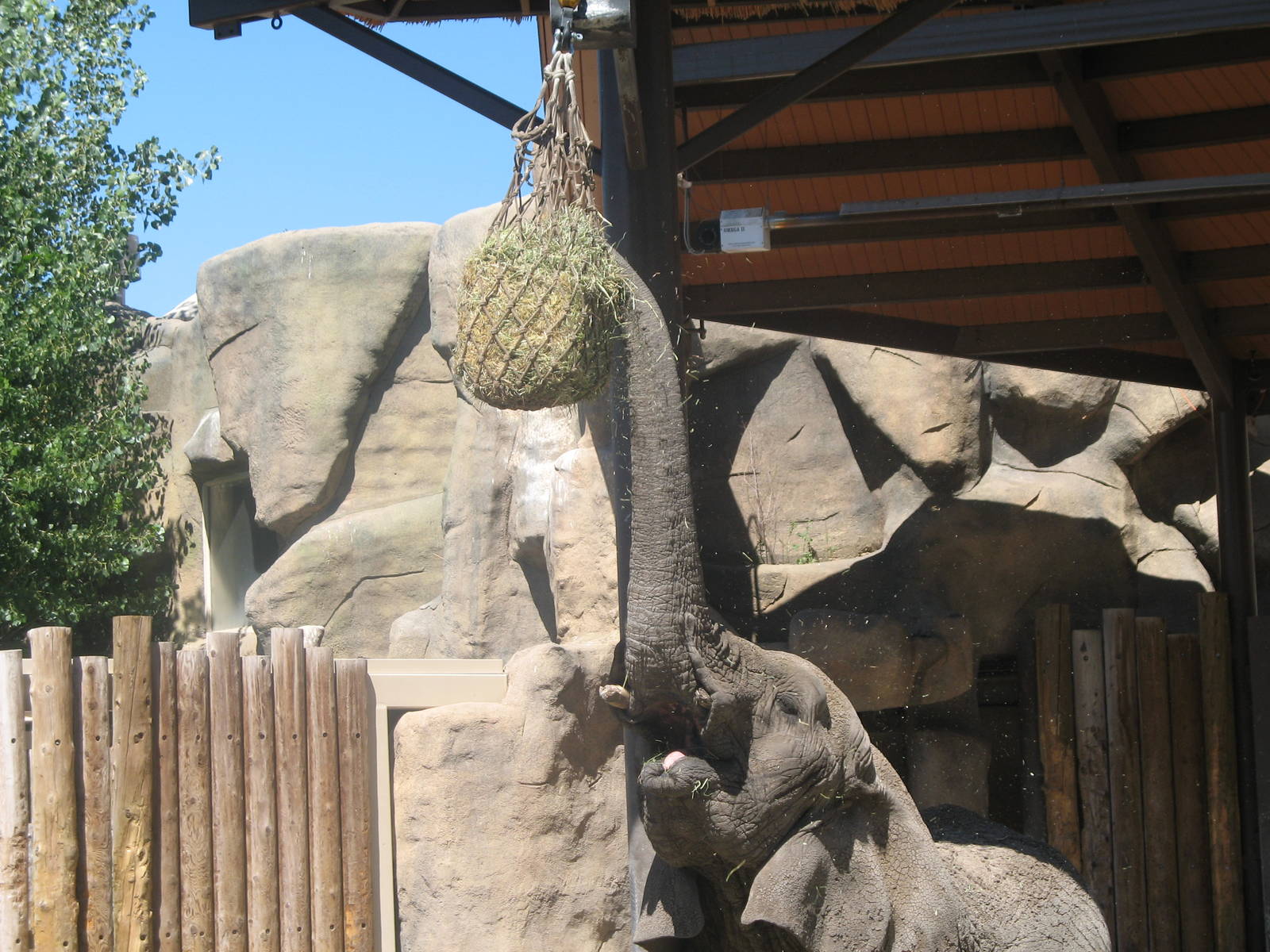 Elephant reaching for hay