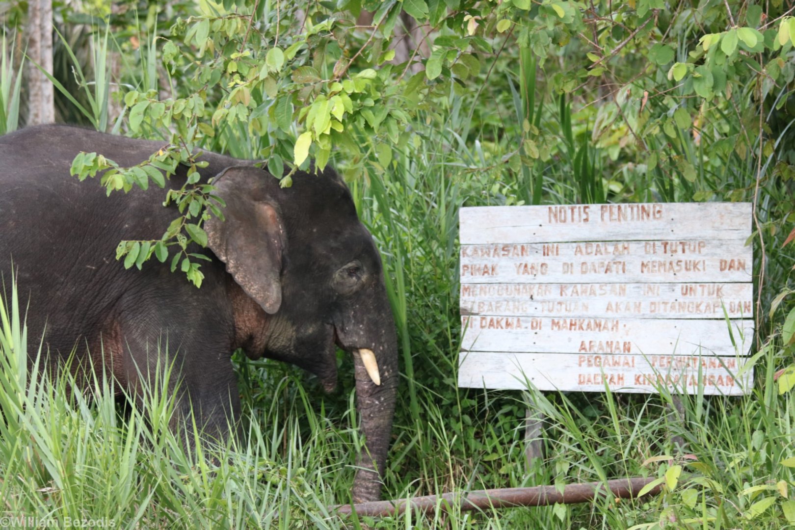 Elephant Reading the Notice - Kinabatangan