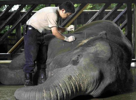 Elephant receiving acupuncture, Night Safari