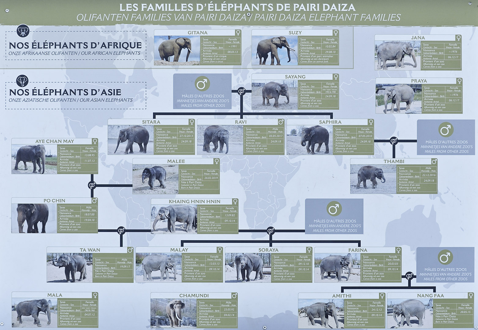 Elephant recognition and relationships poster