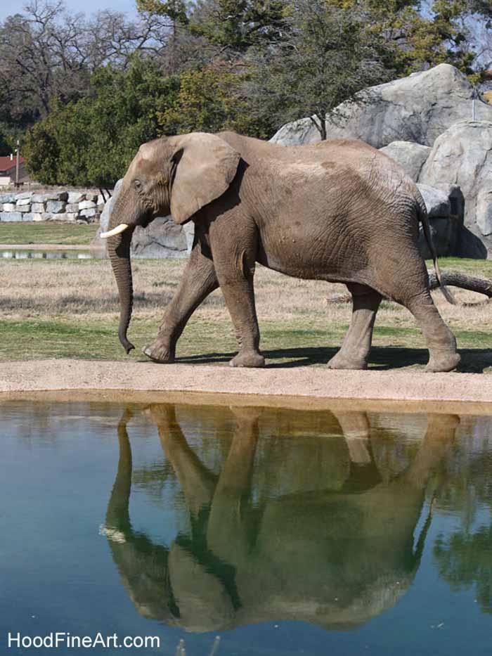 elephant reflected