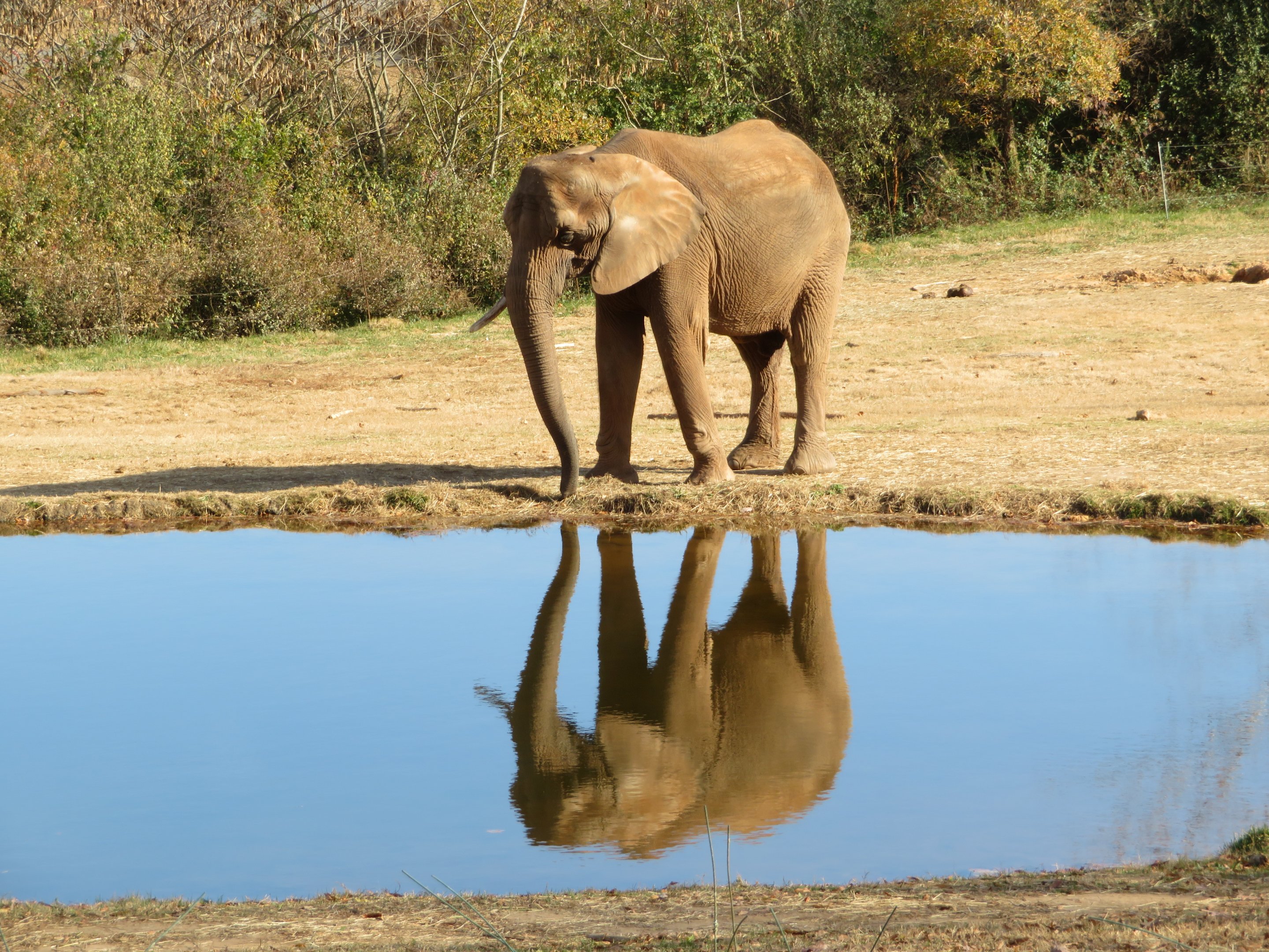 Elephant Reflection Pool