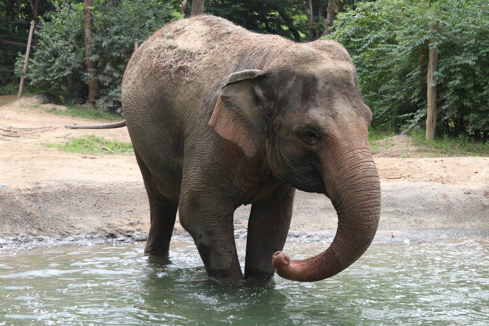 Elephant Reserve - Asian Elephant
