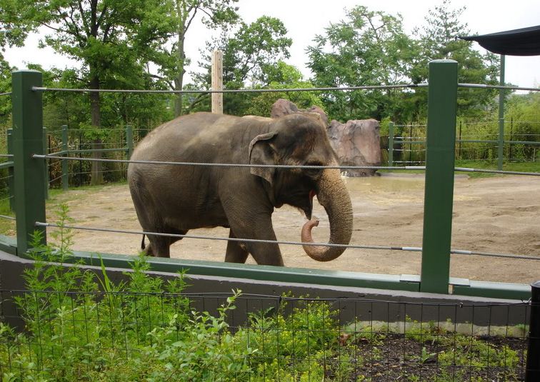 Elephant Reserve-Jati-Malaysian Elephant