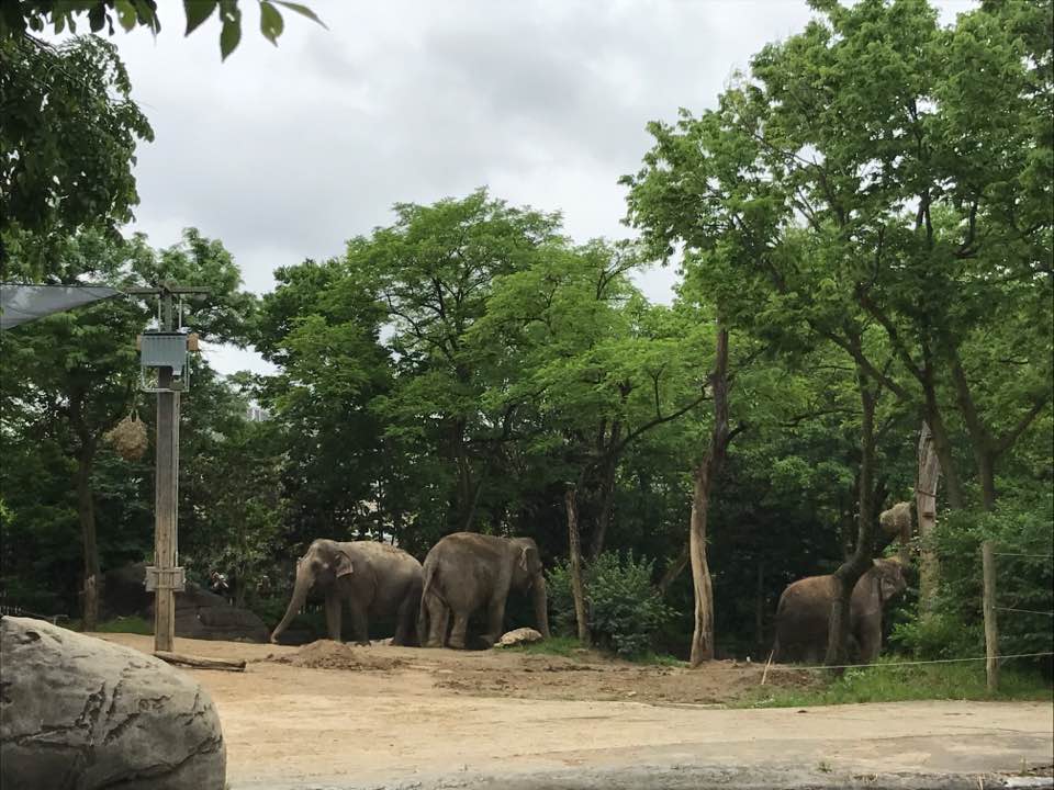 Elephant Reserve