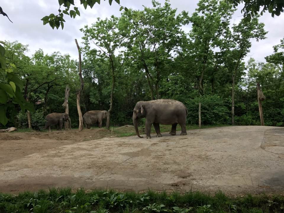 Elephant Reserve