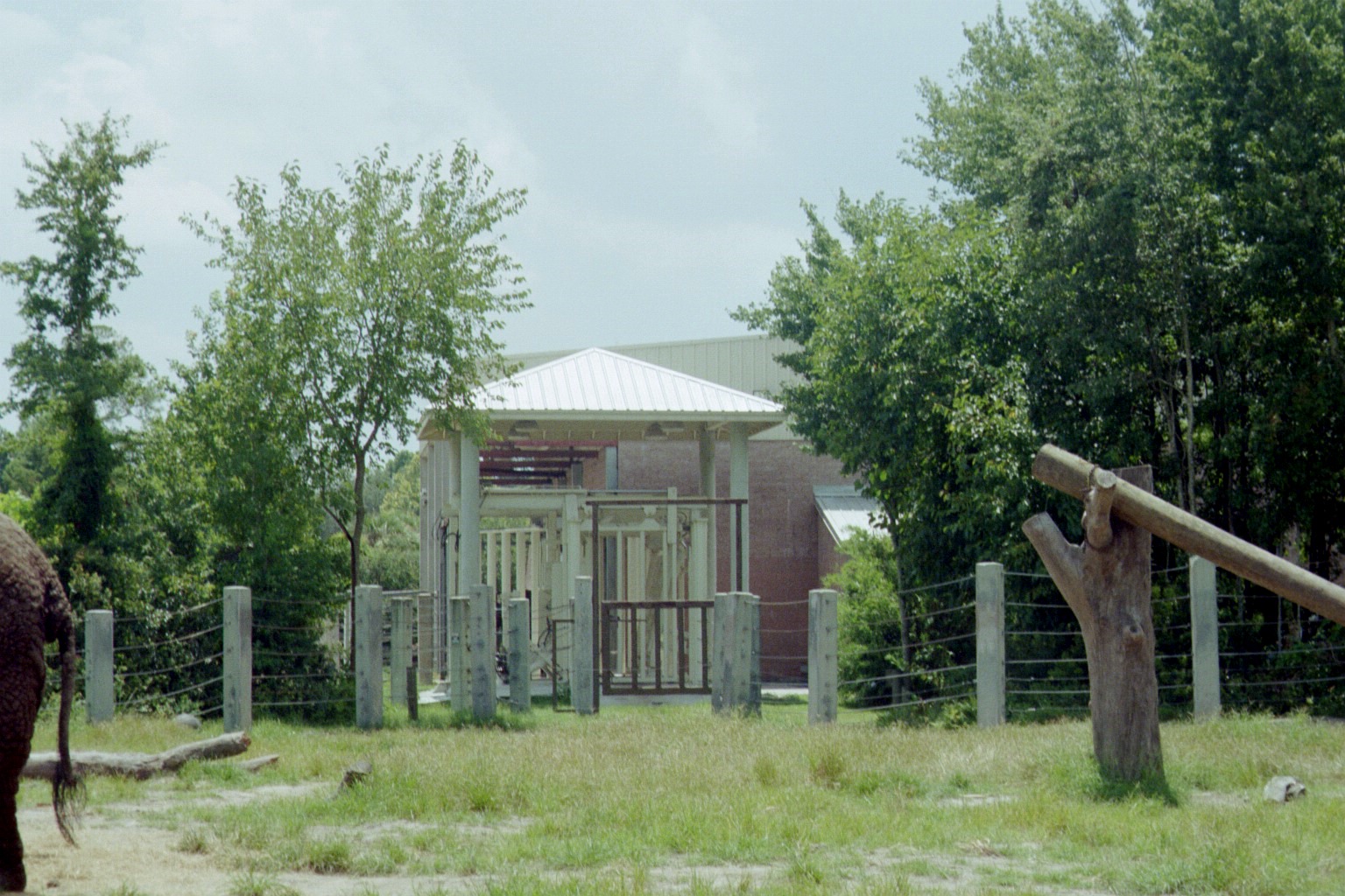 Elephant Restraint Device