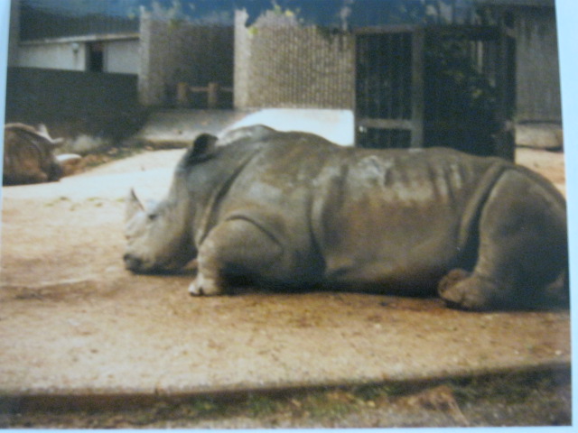 Elephant/Rhino Pavilion 16/6/86