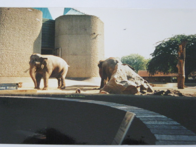 Elephant/Rhino Pavilion 1999.