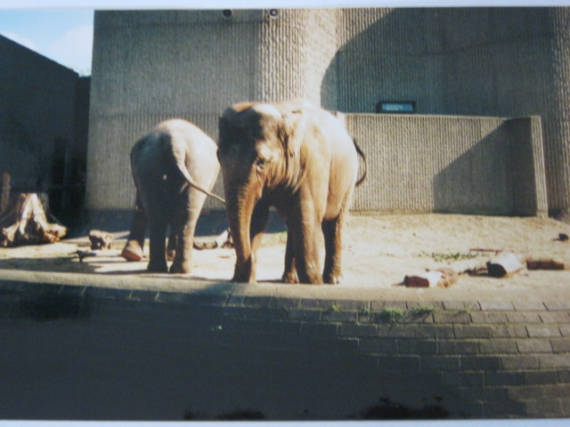Elephant/Rhino Pavilion 1999.