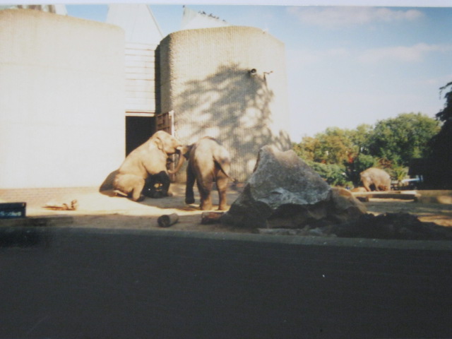 Elephant/Rhino Pavilion 1999.