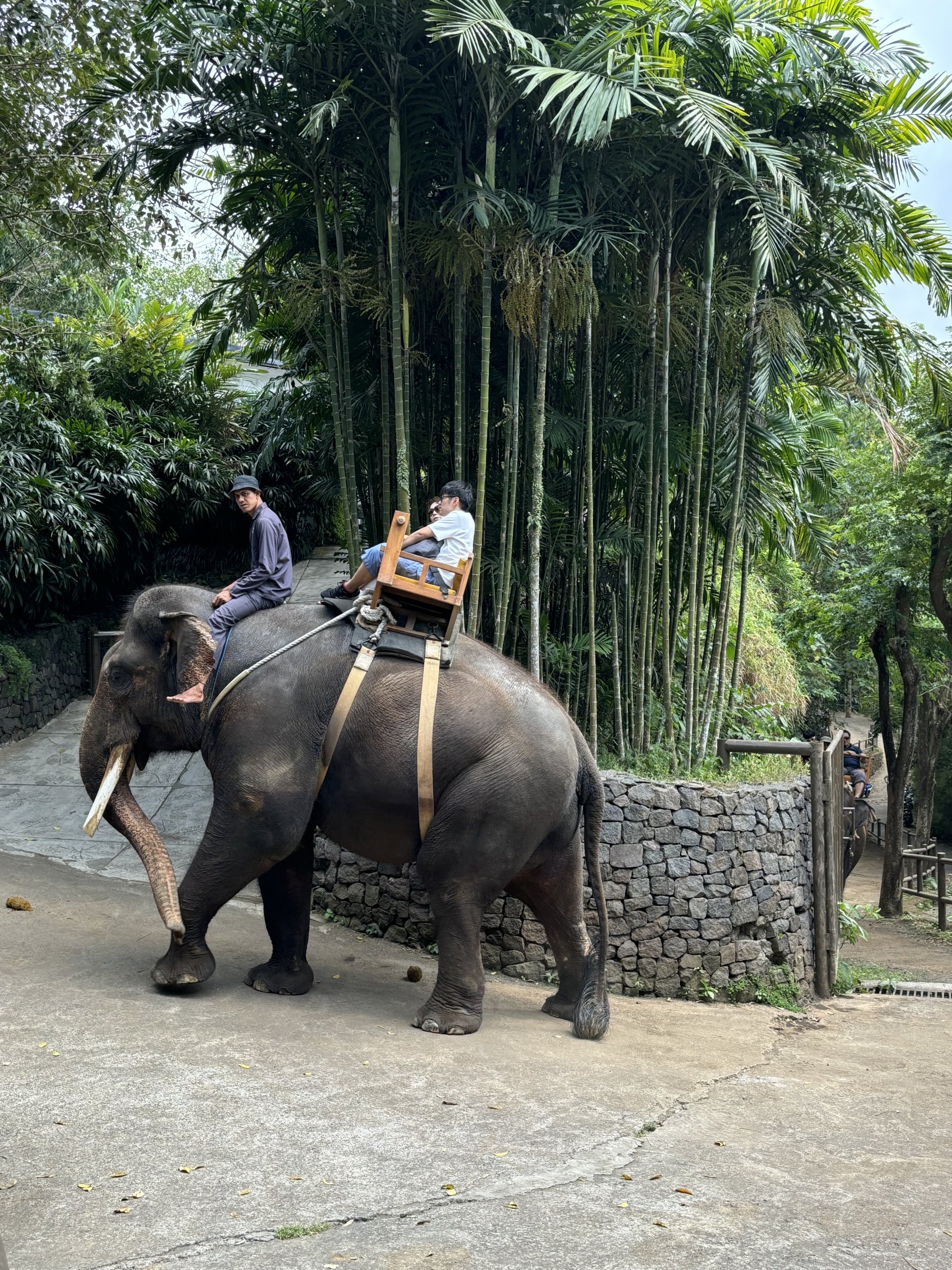 Elephant Ride