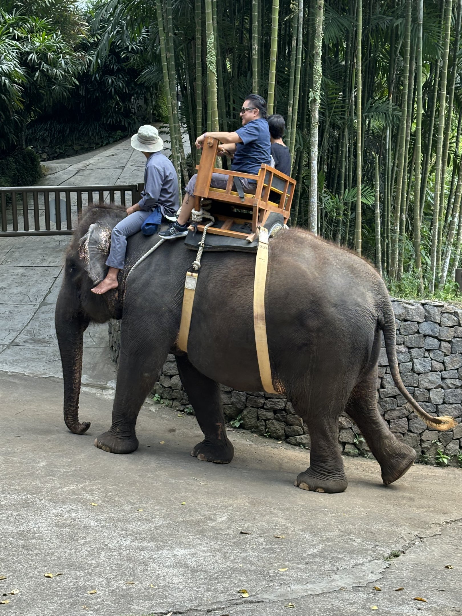 Elephant Ride
