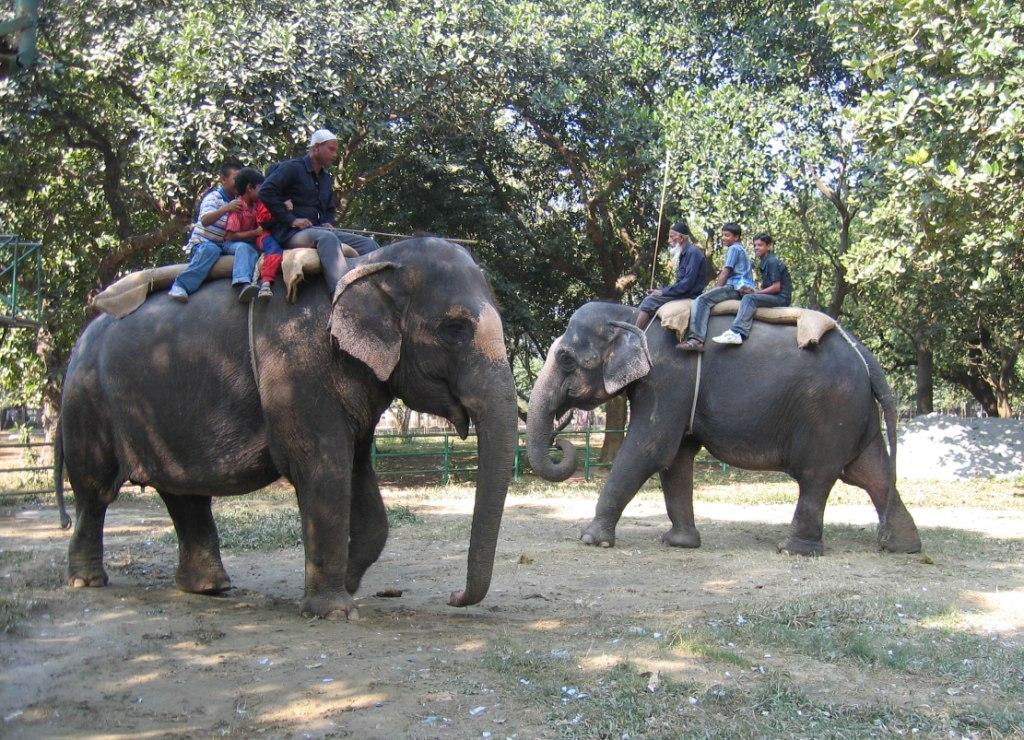 Elephant rides