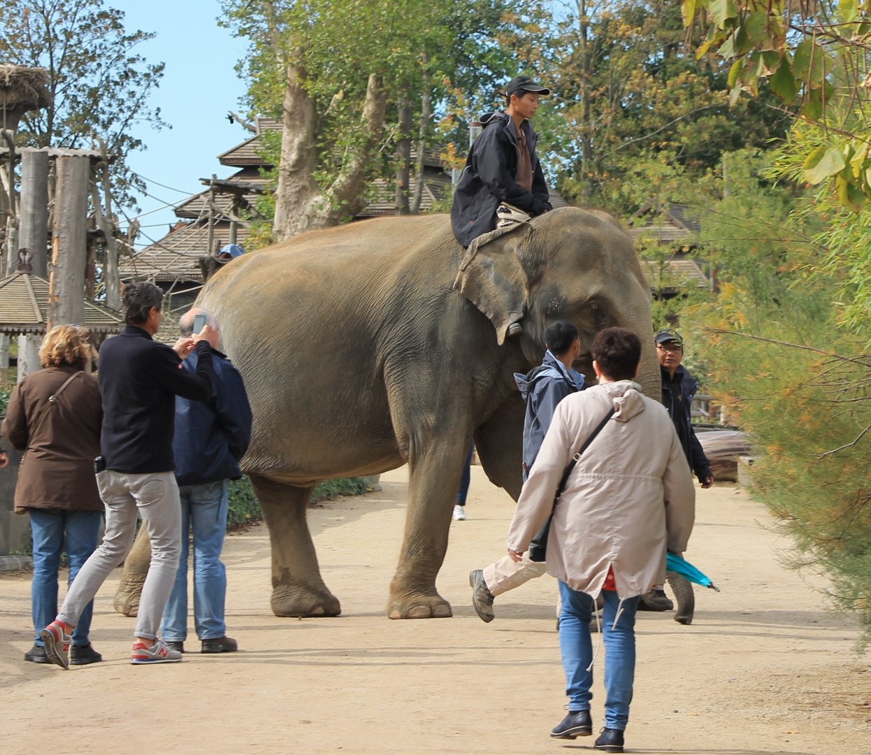 Elephant-riding between the public.......