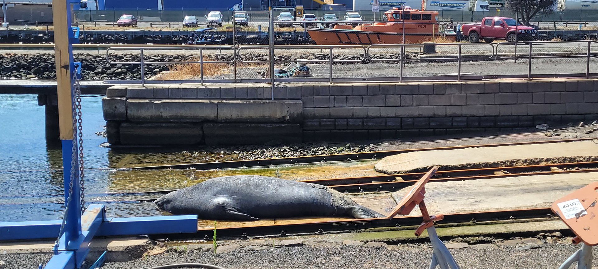 Elephant Sea @ Portland