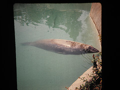 Elephant seal 1972