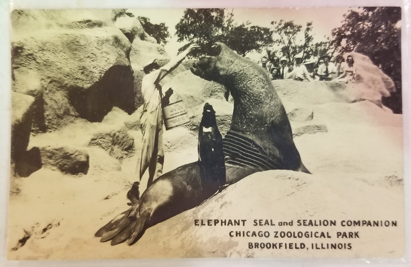 Elephant seal and co.