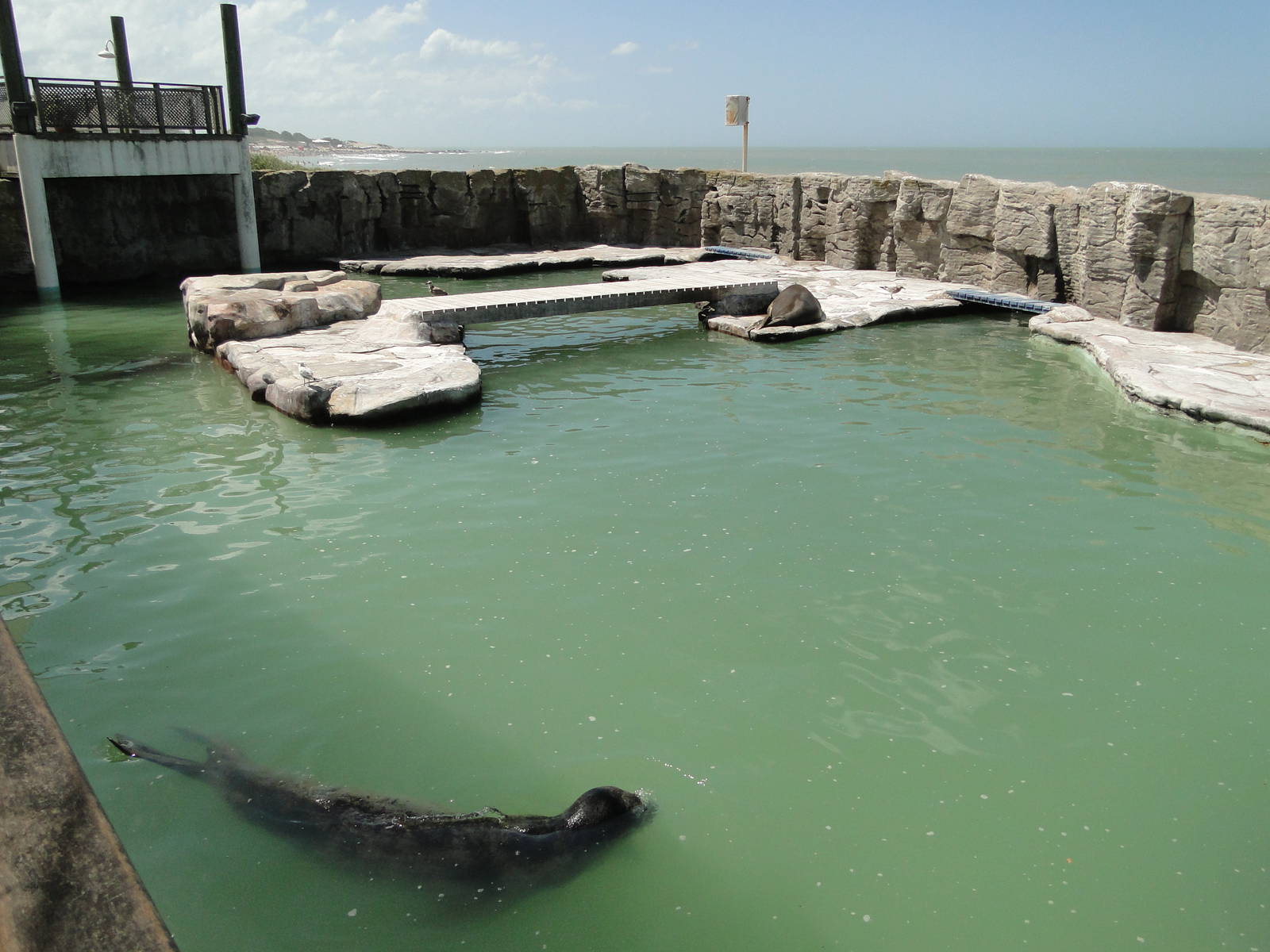 Elephant Seal and Sea Lion exhibit