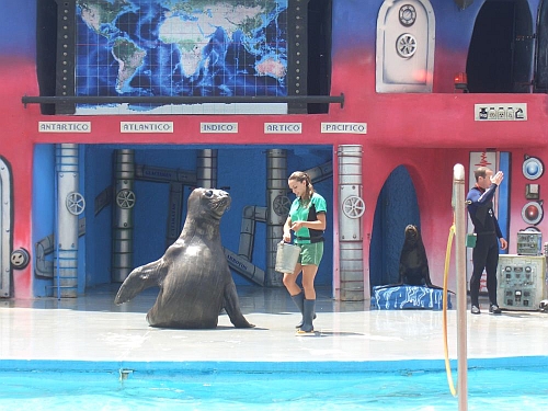 Elephant seal at Mundo Marino