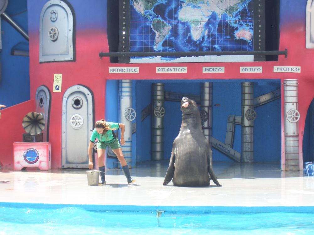 Elephant seal at Mundo Marino