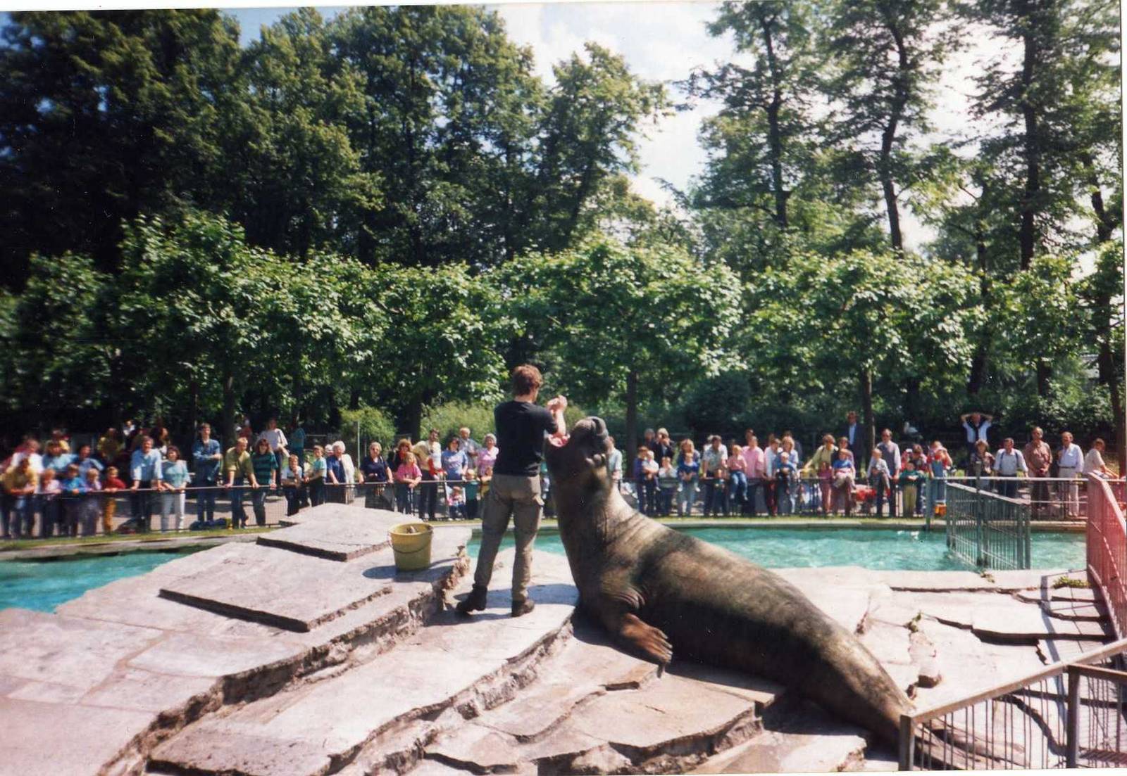 Elephant seal " Charly "