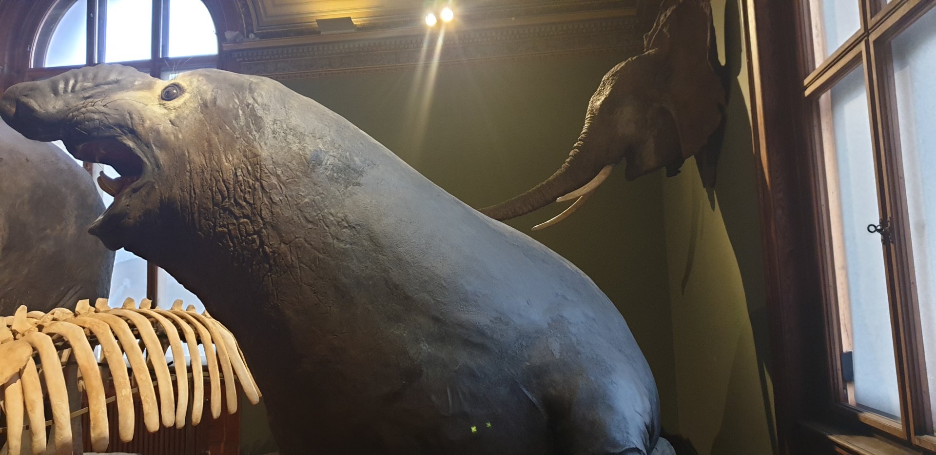 Elephant seal, Natural History Museum Vienna
