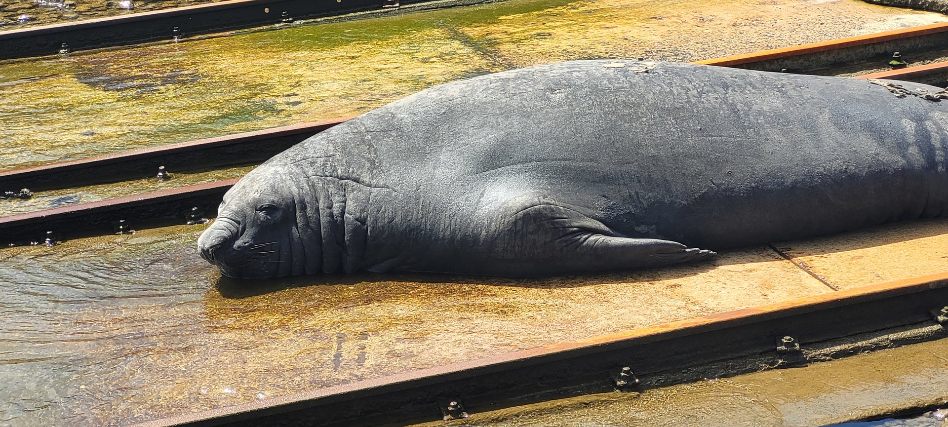 Elephant Seal @ Portland VIC