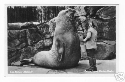 Elephant seal Roland in Berlin