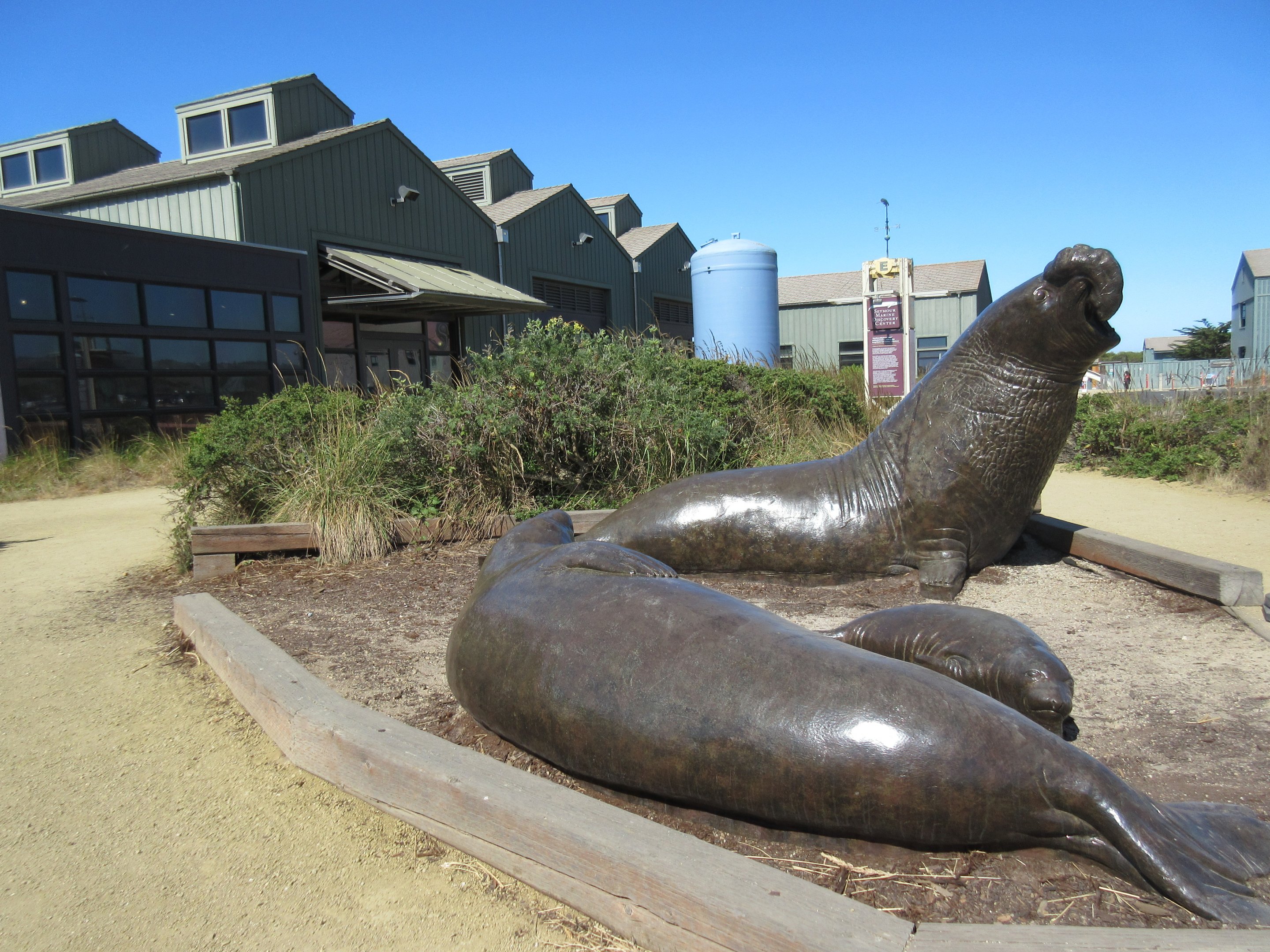 Elephant Seal Statues + Aquarium Exterior