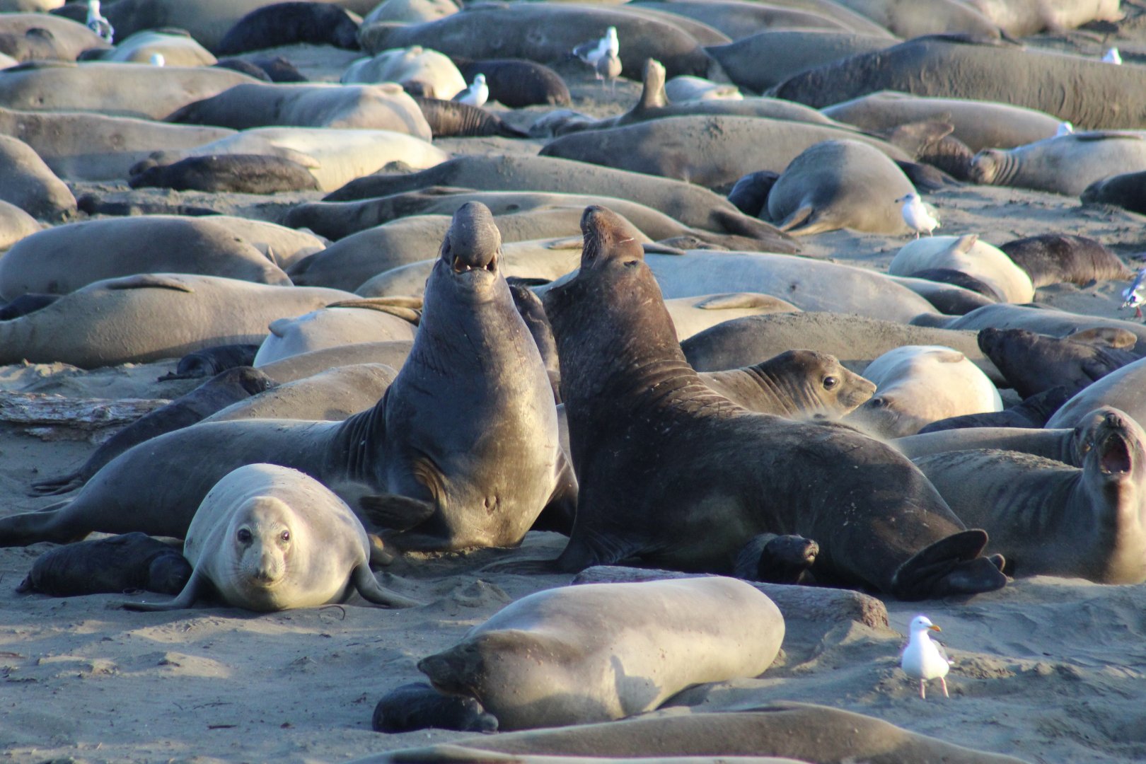 Elephant Seals Sparring